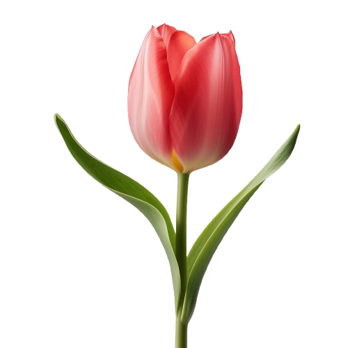 Tulipes